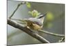 European Nuthatch (Sitta Europaea). Powys, Wales, May-Mark Hamblin-Mounted Photographic Print