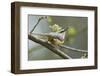 European Nuthatch (Sitta Europaea). Powys, Wales, May-Mark Hamblin-Framed Photographic Print