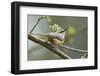 European Nuthatch (Sitta Europaea). Powys, Wales, May-Mark Hamblin-Framed Photographic Print