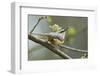 European Nuthatch (Sitta Europaea). Powys, Wales, May-Mark Hamblin-Framed Photographic Print