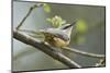 European Nuthatch (Sitta Europaea). Powys, Wales, May-Mark Hamblin-Mounted Photographic Print