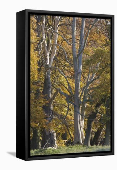 European Oak (Quercus Robur) Trees, Klampenborg Dyrehaven, Denmark, October 2008-Möllers-Framed Stretched Canvas