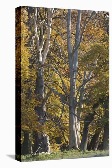 European Oak (Quercus Robur) Trees, Klampenborg Dyrehaven, Denmark, October 2008-Möllers-Stretched Canvas