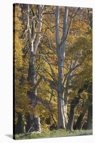 European Oak (Quercus Robur) Trees, Klampenborg Dyrehaven, Denmark, October 2008-Möllers-Stretched Canvas