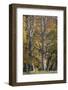 European Oak (Quercus Robur) Trees, Klampenborg Dyrehaven, Denmark, October 2008-Möllers-Framed Photographic Print