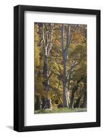 European Oak (Quercus Robur) Trees, Klampenborg Dyrehaven, Denmark, October 2008-Möllers-Framed Photographic Print