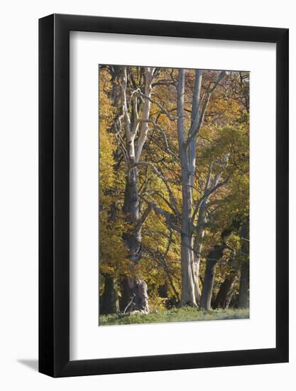 European Oak (Quercus Robur) Trees, Klampenborg Dyrehaven, Denmark, October 2008-Möllers-Framed Photographic Print