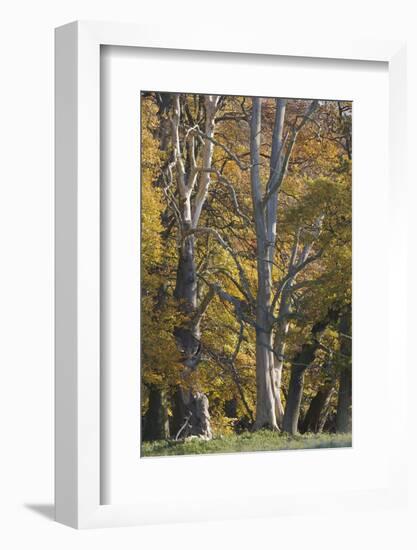 European Oak (Quercus Robur) Trees, Klampenborg Dyrehaven, Denmark, October 2008-Möllers-Framed Photographic Print