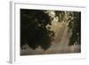 European Oak (Quercus Robur) with Rays of Sunlight, Klampenborg Dyrehaven, Denmark, September 2008-Möllers-Framed Photographic Print