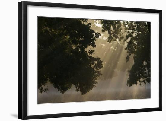 European Oak (Quercus Robur) with Rays of Sunlight, Klampenborg Dyrehaven, Denmark, September 2008-Möllers-Framed Photographic Print