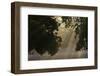 European Oak (Quercus Robur) with Rays of Sunlight, Klampenborg Dyrehaven, Denmark, September 2008-Möllers-Framed Photographic Print