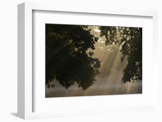 European Oak (Quercus Robur) with Rays of Sunlight, Klampenborg Dyrehaven, Denmark, September 2008-Möllers-Framed Photographic Print