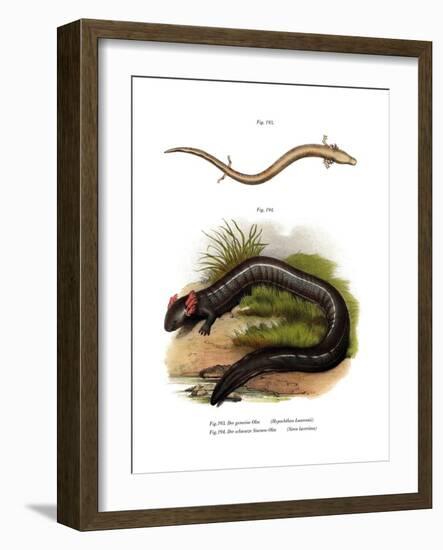 European Olm-null-Framed Giclee Print