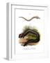 European Olm-null-Framed Giclee Print