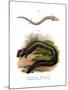 European Olm-null-Mounted Giclee Print