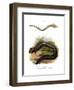 European Olm-null-Framed Giclee Print