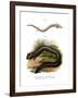 European Olm-null-Framed Giclee Print