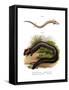 European Olm-null-Framed Stretched Canvas