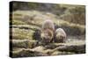 European Otter (Lutra Lutra) Mother and Cub Shaking Water from their Coats-Mark Hamblin-Stretched Canvas