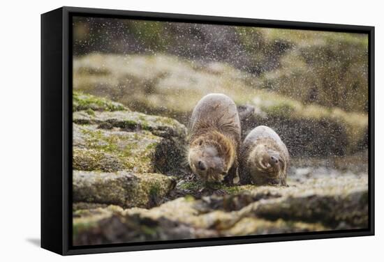 European Otter (Lutra Lutra) Mother and Cub Shaking Water from their Coats-Mark Hamblin-Framed Stretched Canvas