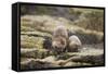 European Otter (Lutra Lutra) Mother and Cub Shaking Water from their Coats-Mark Hamblin-Framed Stretched Canvas