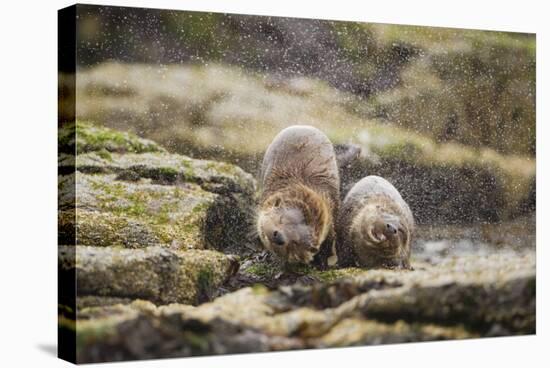 European Otter (Lutra Lutra) Mother and Cub Shaking Water from their Coats-Mark Hamblin-Stretched Canvas