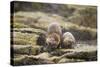 European Otter (Lutra Lutra) Mother and Cub Shaking Water from their Coats-Mark Hamblin-Stretched Canvas