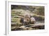 European Otter (Lutra Lutra) Mother and Cub Shaking Water from their Coats-Mark Hamblin-Framed Photographic Print