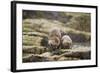 European Otter (Lutra Lutra) Mother and Cub Shaking Water from their Coats-Mark Hamblin-Framed Photographic Print