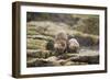 European Otter (Lutra Lutra) Mother and Cub Shaking Water from their Coats-Mark Hamblin-Framed Photographic Print