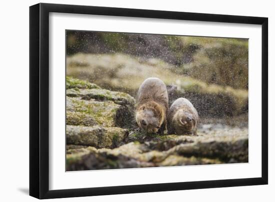 European Otter (Lutra Lutra) Mother and Cub Shaking Water from their Coats-Mark Hamblin-Framed Photographic Print