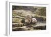 European Otter (Lutra Lutra) Mother and Cub Shaking Water from their Coats-Mark Hamblin-Framed Photographic Print