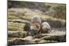 European Otter (Lutra Lutra) Mother and Cub Shaking Water from their Coats-Mark Hamblin-Mounted Photographic Print