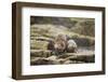 European Otter (Lutra Lutra) Mother and Cub Shaking Water from their Coats-Mark Hamblin-Framed Photographic Print