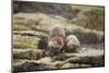 European Otter (Lutra Lutra) Mother and Cub Shaking Water from their Coats-Mark Hamblin-Mounted Photographic Print