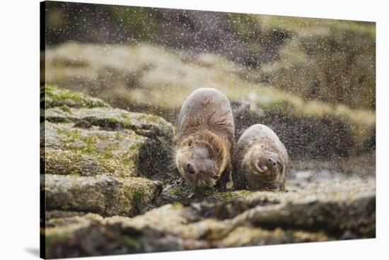 European Otter (Lutra Lutra) Mother and Cub Shaking Water from their Coats-Mark Hamblin-Stretched Canvas