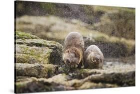 European Otter (Lutra Lutra) Mother and Cub Shaking Water from their Coats-Mark Hamblin-Stretched Canvas