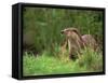 European Otter (Lutra Lutra), Otterpark Aqualutra, Leeuwarden, Netherlands, Europe-Niall Benvie-Framed Stretched Canvas