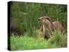 European Otter (Lutra Lutra), Otterpark Aqualutra, Leeuwarden, Netherlands, Europe-Niall Benvie-Stretched Canvas