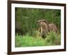 European Otter (Lutra Lutra), Otterpark Aqualutra, Leeuwarden, Netherlands, Europe-Niall Benvie-Framed Photographic Print