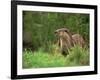 European Otter (Lutra Lutra), Otterpark Aqualutra, Leeuwarden, Netherlands, Europe-Niall Benvie-Framed Photographic Print