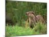 European Otter (Lutra Lutra), Otterpark Aqualutra, Leeuwarden, Netherlands, Europe-Niall Benvie-Mounted Photographic Print