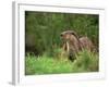 European Otter (Lutra Lutra), Otterpark Aqualutra, Leeuwarden, Netherlands, Europe-Niall Benvie-Framed Photographic Print