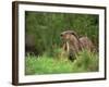 European Otter (Lutra Lutra), Otterpark Aqualutra, Leeuwarden, Netherlands, Europe-Niall Benvie-Framed Photographic Print