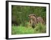 European Otter (Lutra Lutra), Otterpark Aqualutra, Leeuwarden, Netherlands, Europe-Niall Benvie-Framed Photographic Print