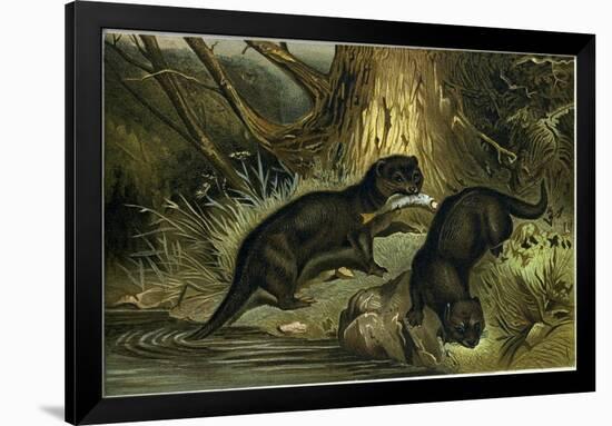 European Otter-null-Framed Giclee Print