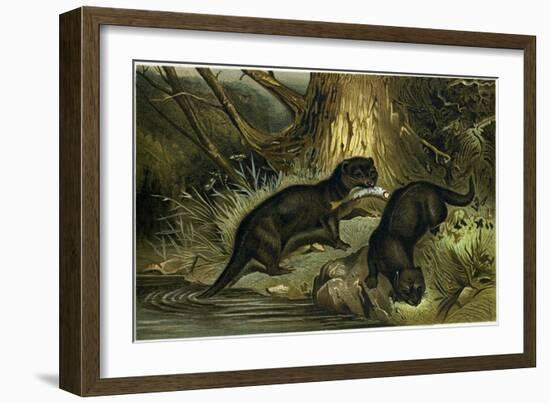 European Otter-null-Framed Giclee Print