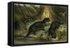 European Otter-null-Framed Stretched Canvas