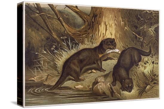 Stretched Canvas Print, , large