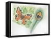 European Peacock Butterfly Inachis Io and Peacock Feather-null-Framed Stretched Canvas